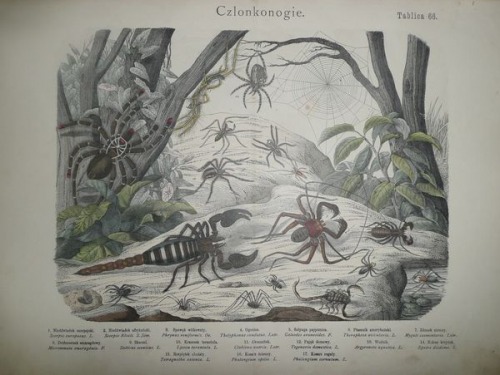 Historia naturalna państwa zwierzęcego, 1884 T.66-Spiders